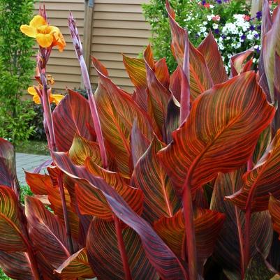 Canna Phasion