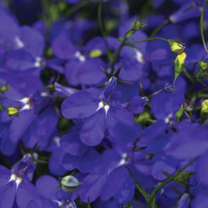 Lobelia Hot® Royal Blue