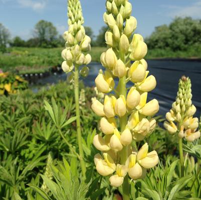 Lupinus polyphyllus Gallery Yellow