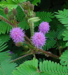 Mimosa pudica 