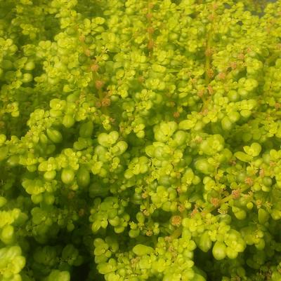 Pilea microphylla Artillery plant