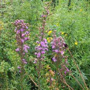 Liatris ligulistylis 