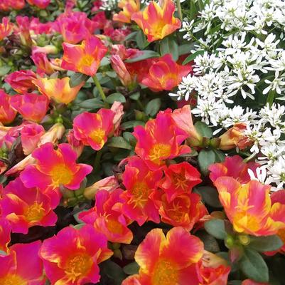 Specialty Annuals
