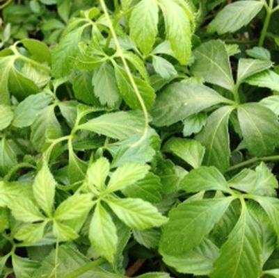 Herbs