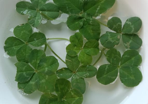 Rebecca has a trained eye for luck. Pro tip: Look for squares instead of triangles. ;-)