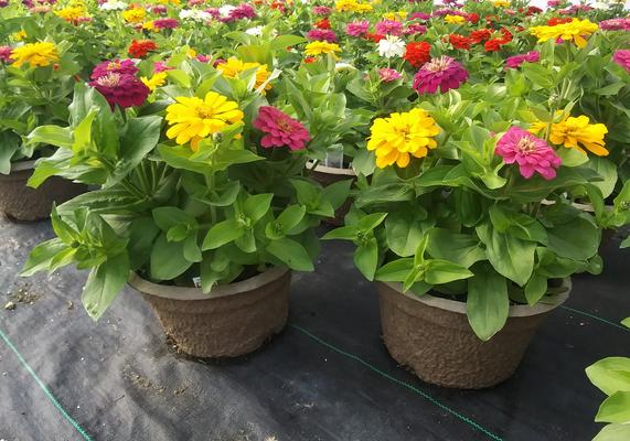 Zinnias