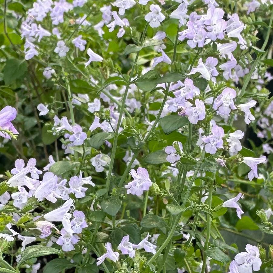 Calamintha nepeta 'Triumphator' - Lesser Calamint. Photo courtesy of North Creek Nurseries. 