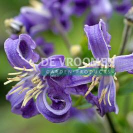 Clematis heraleifolia 'China Purple' - Photo courtesy of De Vroomen.
