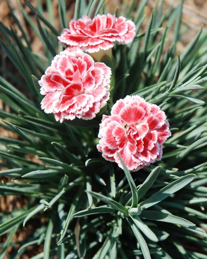 Dianthus 'First Scent Coral Reef' - Photo courtesy of James Greenhouse.