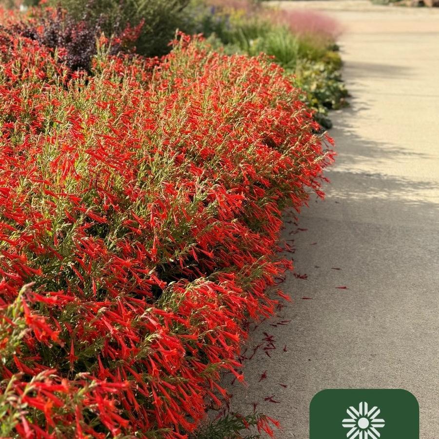 Epilobium canum 'Unforgettable' - Hummingbird Trumpiet Photo courtesy of Plant Select. 