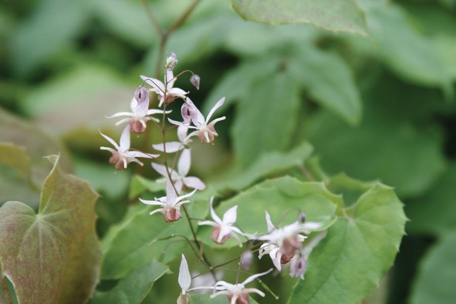 Epimedium 'Pink Elf' - Barrenwort photo courtesy of Creek Hill Nursery.