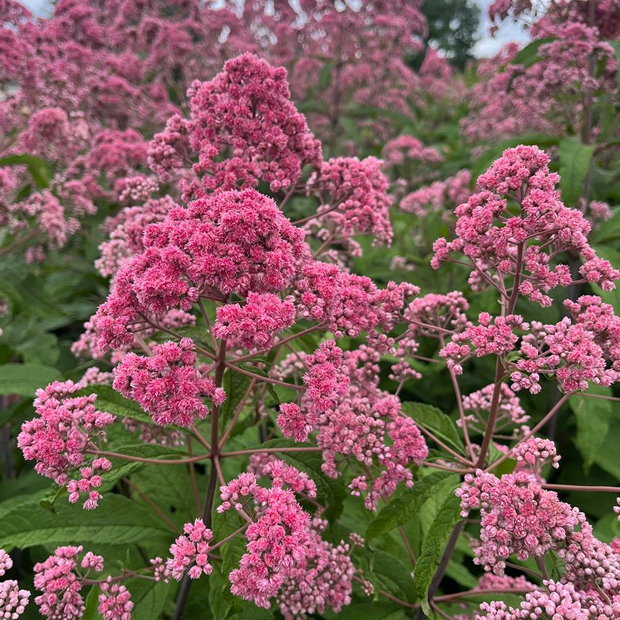 Eupatorium fistulosum 'JoJo' - Joe Pye Weed photo courtesy of Plants Nouveau.