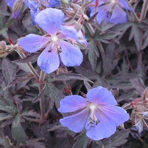 Geranium 'Midnight Reiter' - Cranesbill photo courtesy of Ball Seed.