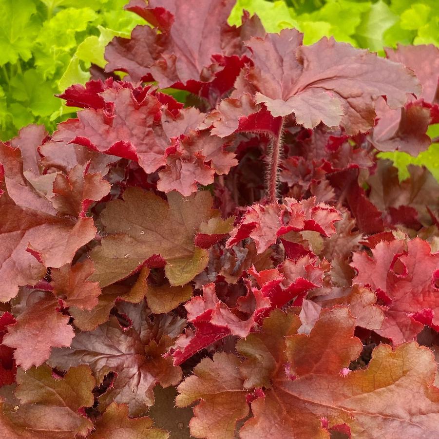 Heuchera 'Indian Summer Cherryberry' - Coral Bells, photo courtesy of Growing Colors.