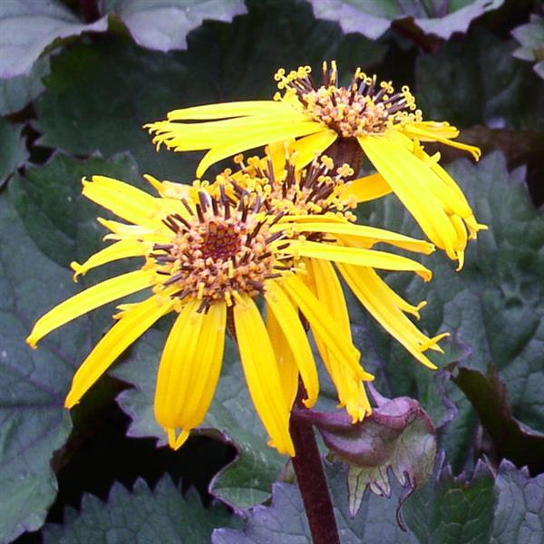 Ligulaira dentata 'Twilight' - photo courtesy of Ball Seed.