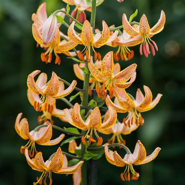 Lilium martagon 'Guinea Gold' - photo courtesy of Ball Seed.
