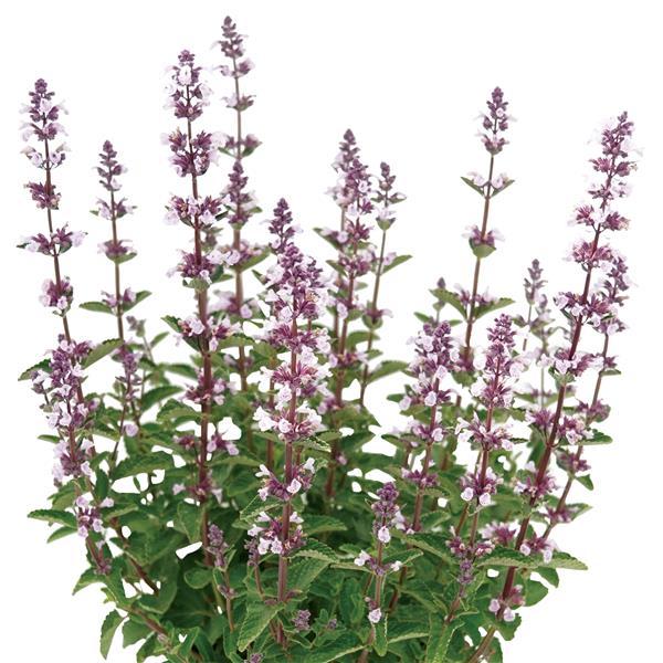 Nepeta 'Serene Wild Orchid' - photo courtesy of Ball Seed.