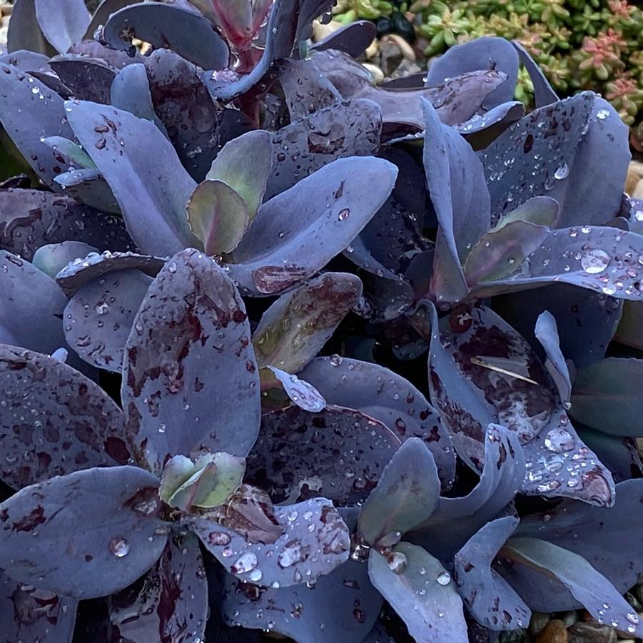 Sedum 'Supersparkler Blue Ox' - Stonecrop photo courtesy of Growing Colors. 