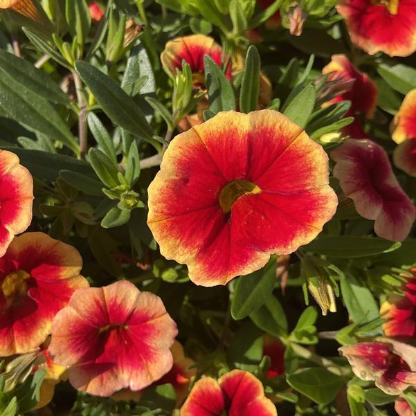 Photo courtesy of Penn State Flower Trials