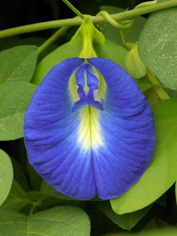 Clitoria ternatea - Butterfly Pea from Rush Creek Growers