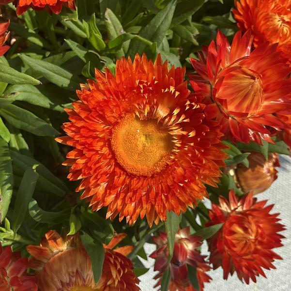 Photo courtesy of Penn State Flower Trials