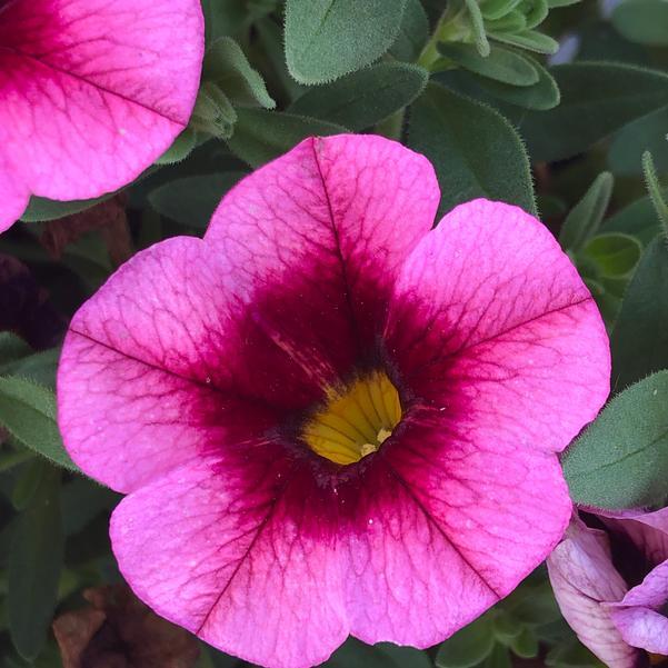 Photo courtesy of Penn State Flower Trials