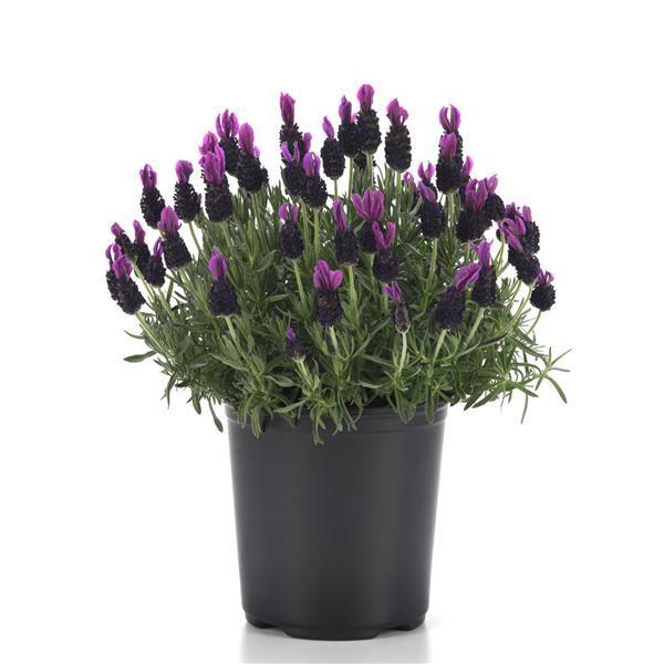 lavender Lavandula stoechas 'Butterfly Garden Plum Perfect' - from Rush Creek Growers