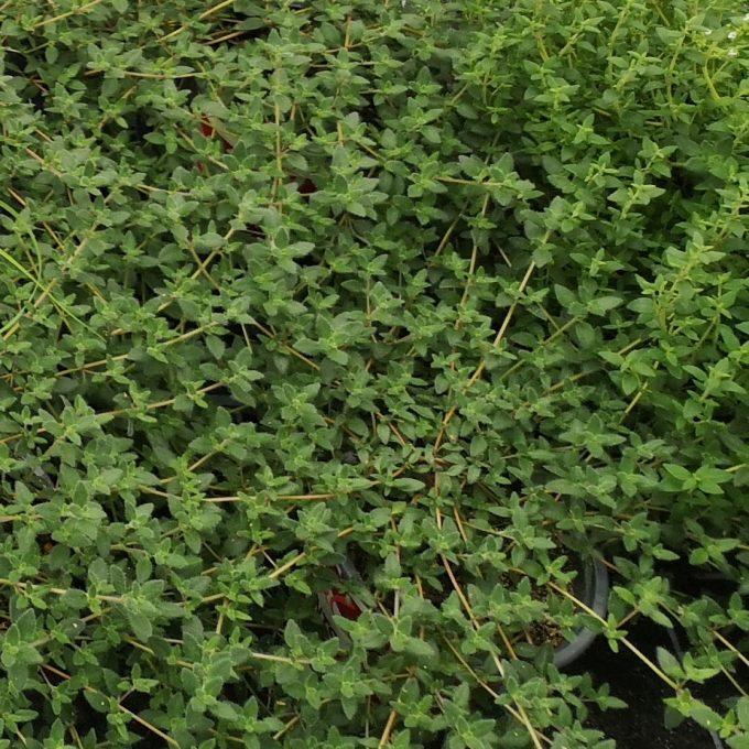 photo courtesy of Plant Source International