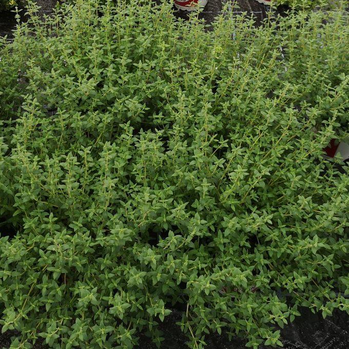 photo courtesy of Plant Source International