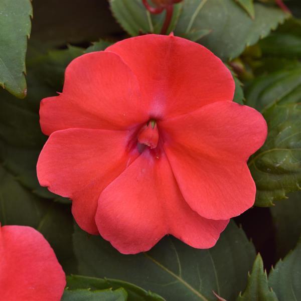 photo courtesy of Ball Seed