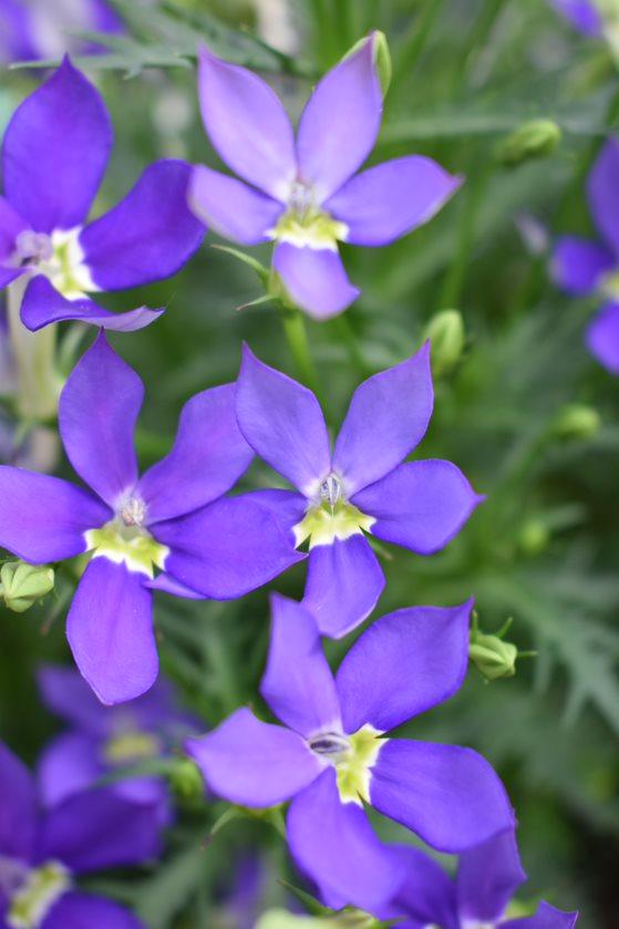 photo courtesy of Plant Source International