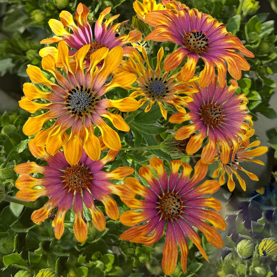 photo courtesy of Plant Source International