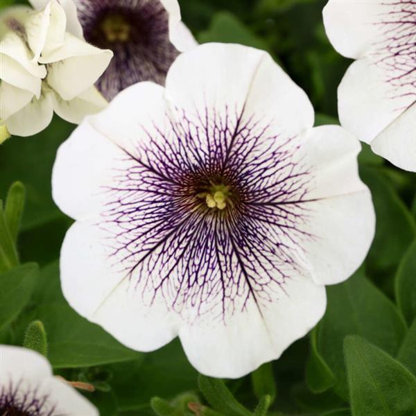 photo courtesy of Ball Seed