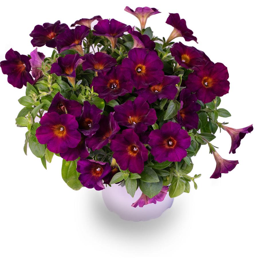photo courtesy of Westflowers