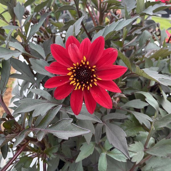 Photo Courtesy of Penn State Flower Trials