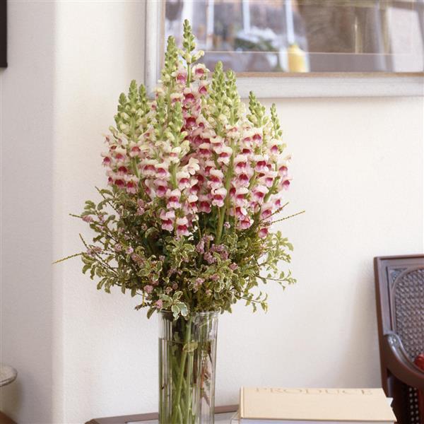 Photo Courtesy of Ball Seed