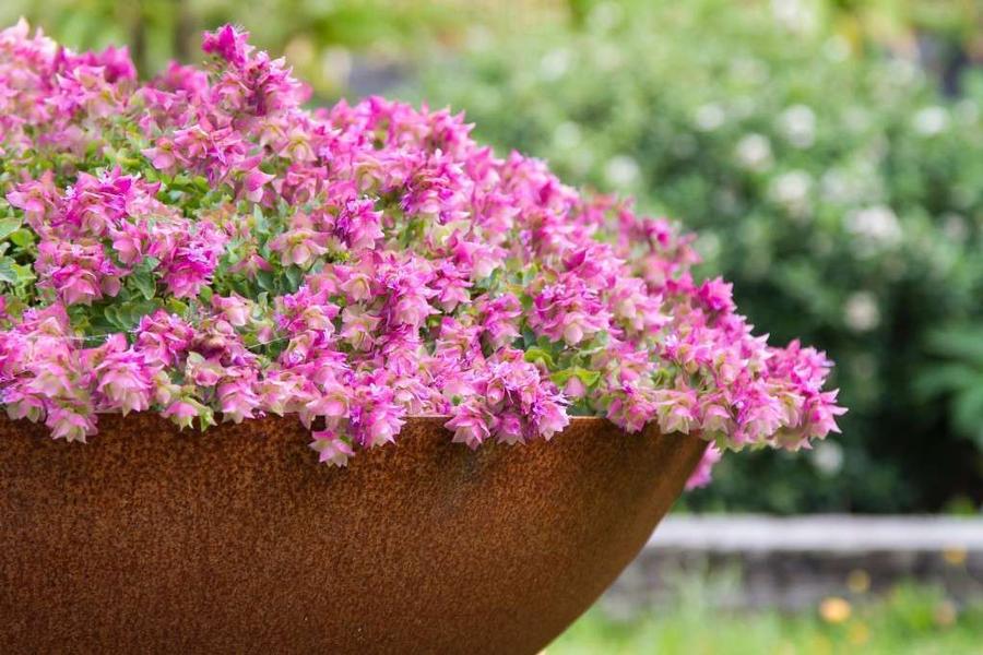 photo courtesy of Quality Cuttings