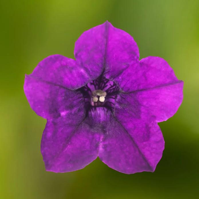 Photo courtesy of Syngenta