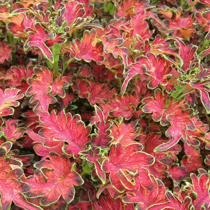 Photo Courtesy of Plant Source International