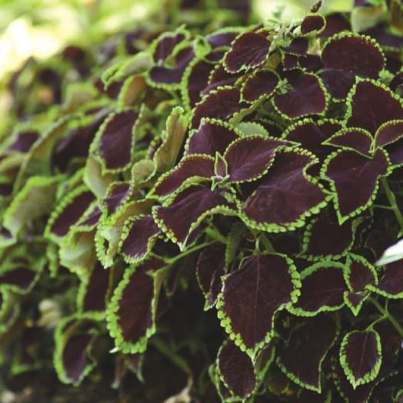 Photo Courtesy of PanAmerican Seed