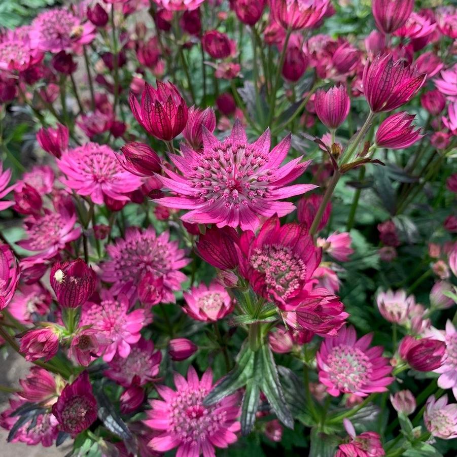 Photo courtesy of Growing Colors