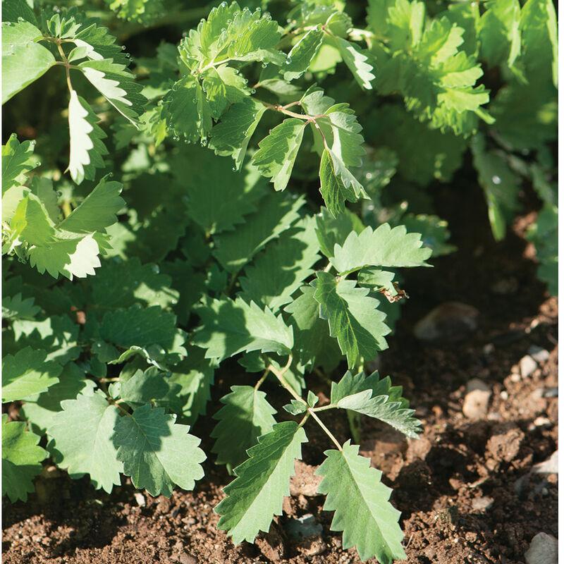Photo Courtesy of Johnny's Seeds