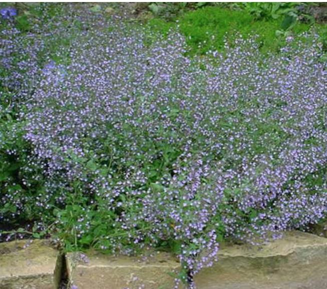 Calamintha nepeta 'Blue Cloud' - from Rush Creek Growers