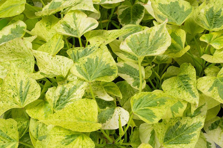 Photo courtesy of Green Fuse Botanicals