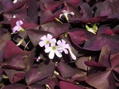 Photo courtesy of Missouri Botanical Garden