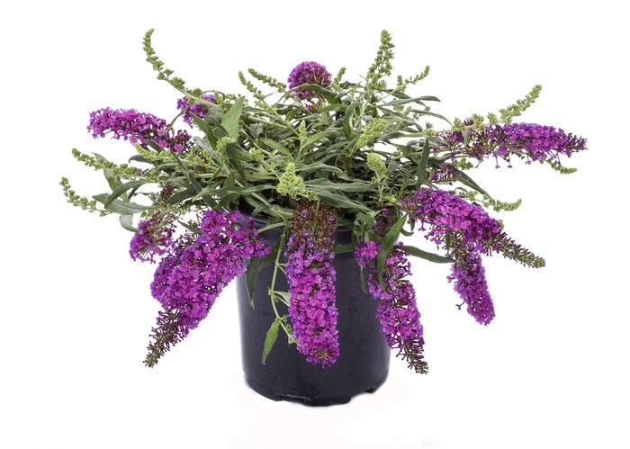Buddleia davidii Leah Blue