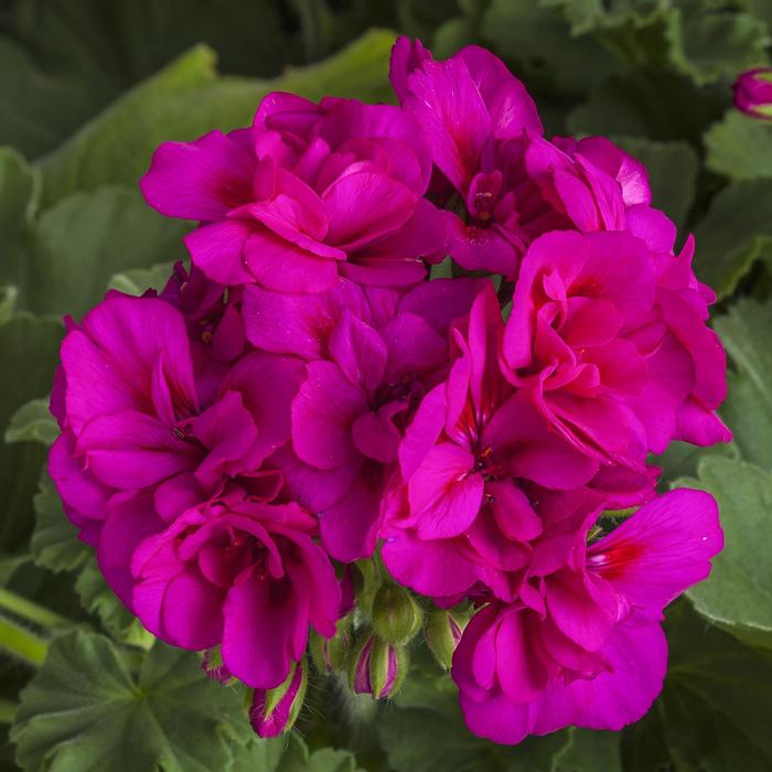 Pelargonium Calliope&reg; Medium Violet