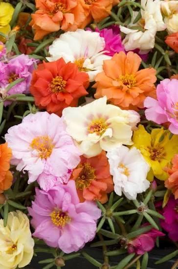 Photo courtesy of Garden Center Marketing