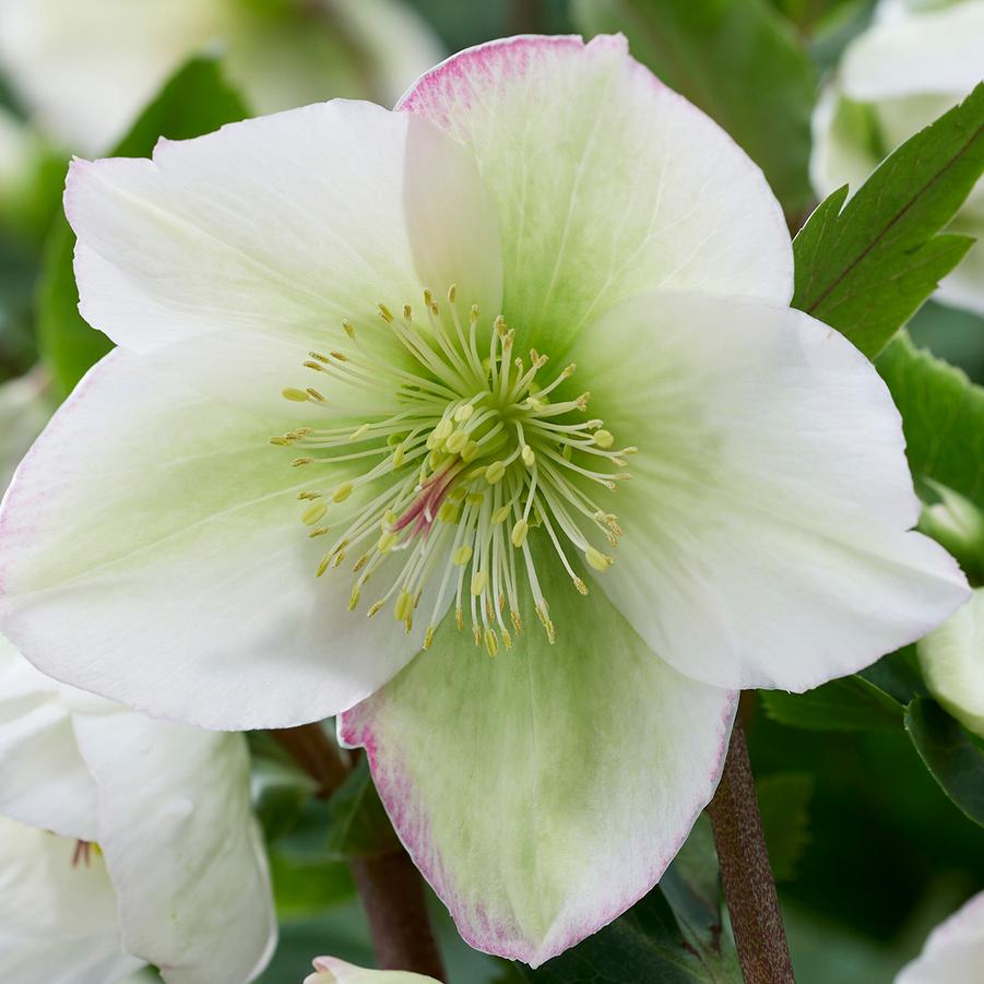 Photo courtesy of Emerald Coast Growers