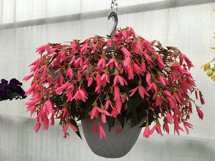 Begonia Boliviensis Mistral Pink From Rush Creek Growers